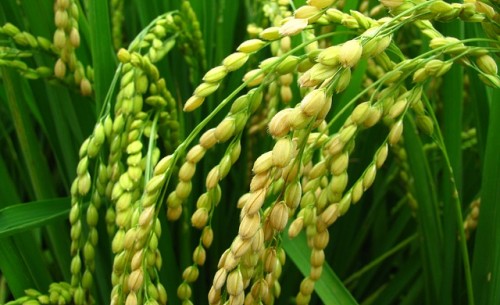 �ҹ�ˮ���Ŵ�������������ȡ��ͻ��